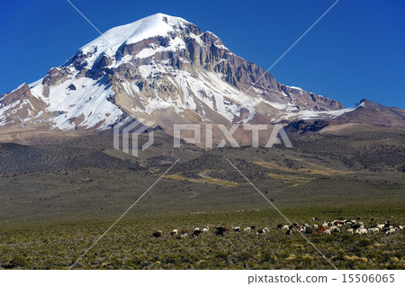 Bolivia Sahama National Park Sahama Mountain and Alpaca 15506065