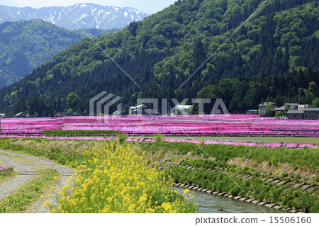 國家的初夏 15506160