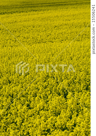 強姦花黃色春山旅遊油菜田農業故事詩Tsugaru Ajigasawa青森日本風景 強姦花黃色春山旅遊油菜田農業故事詩Tsugaru Ajigasawa青森日本風景 15506241