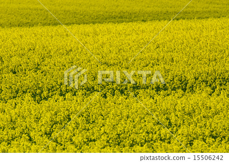 Rape blossoms Yellow spring mountain tourism Canola field Agriculture Tale poetry Tsugaru Ajigasawa Aomori Japanese landscape 15506242