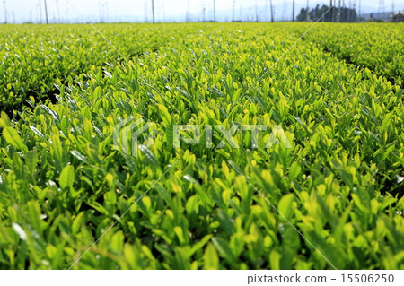 Sayama mountain tea in spring (new tea) Sayama mountain tea in spring (new tea) 15506250