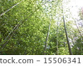 竹林綠 15506341