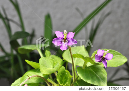 Acacetemistry 15506467