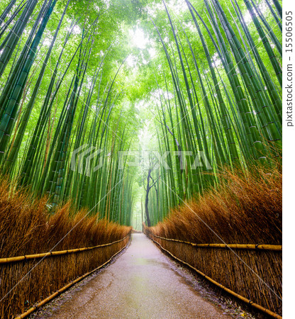 Path to bamboo forest, Arashiyama, Kyoto, Japan. 15506505