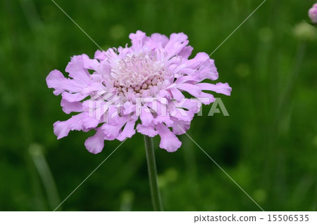 Sea cucumber Sea cucumber 15506535