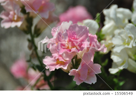 Two double flowered goldfish grass 15506549