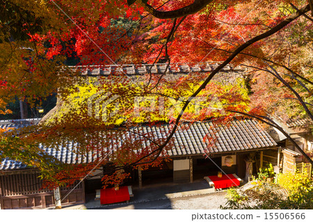Saga Torii's autumn leaves Saga Torii's autumn leaves 15506566