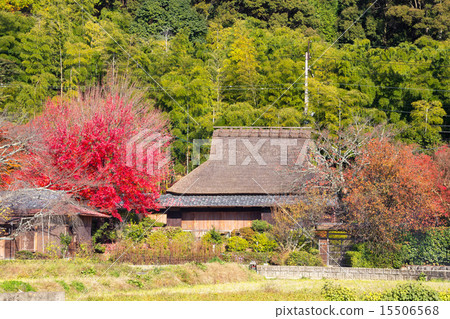 The roof and the autumnal leaves The roof and the autumnal leaves 15506568
