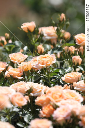Rose (Sweet Dream) Rose (Sweet Dream) 15506587