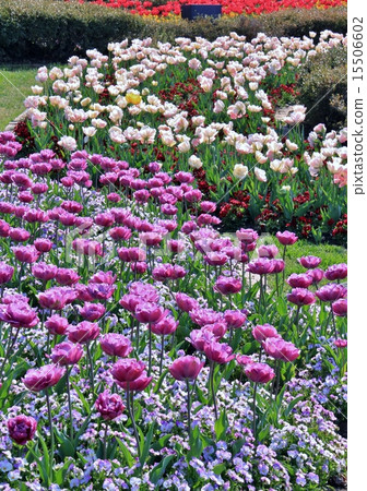 A group of beautiful tulips 15506602