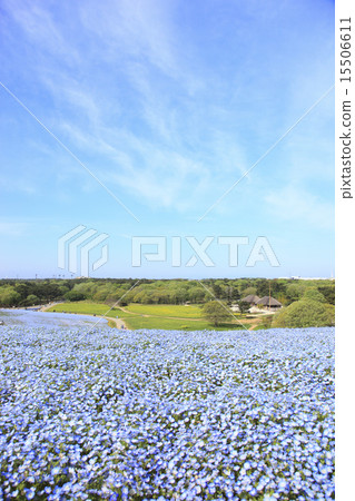 Nemophila (Mihara's Hill) Nemophila (Mihara's Hill) 15506611