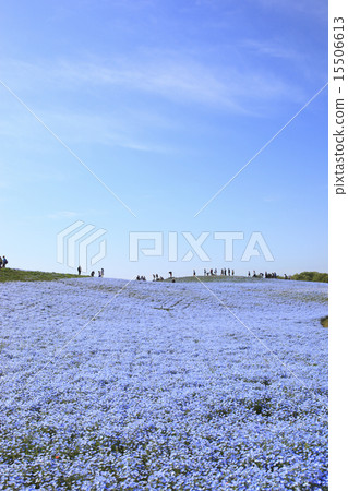 Nemophila (Mihara's Hill) Nemophila (Mihara's Hill) 15506613