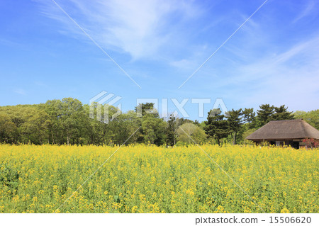Nanohana (Mihara no Sato) Nanohana (Mihara no Sato) 15506620