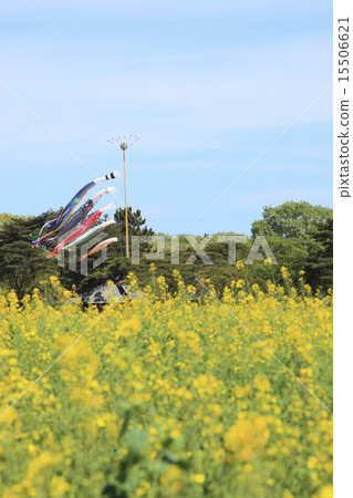 Rape blossoms and carp streamers (Mihara no Sato) Rape blossoms and carp streamers (Mihara no Sato) 15506621