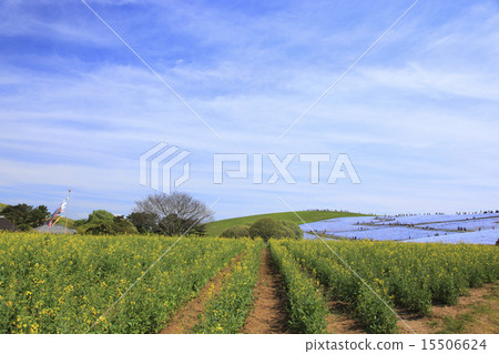 Nemophila and rape blossoms Nemophila and rape blossoms 15506624