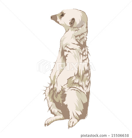 狐獴 狐獴 15506638