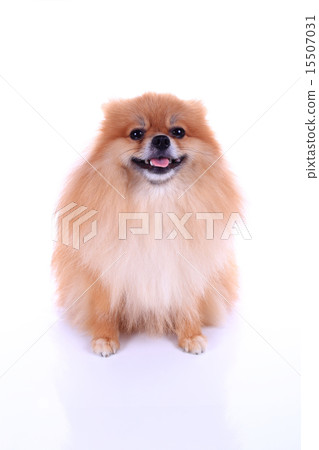 pomeranian dog isolated on white background pomeranian dog isolated on white background 15507031