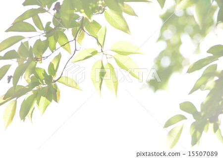 Fresh green 15507089