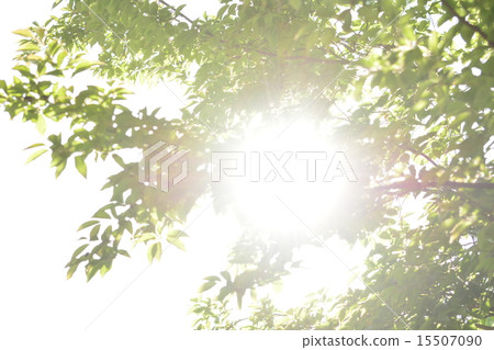 Fresh green 15507090