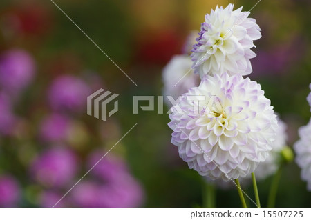 Dahlia misumisashi Dahlia misumisashi 15507225