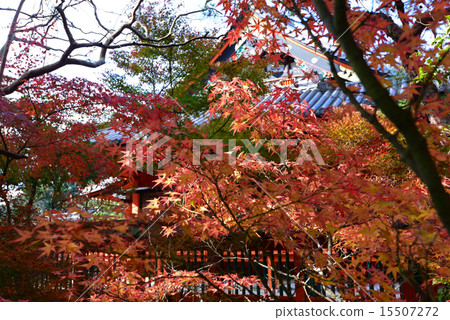 毗沙門多寺的秋葉 毗沙門多寺的秋葉 15507272