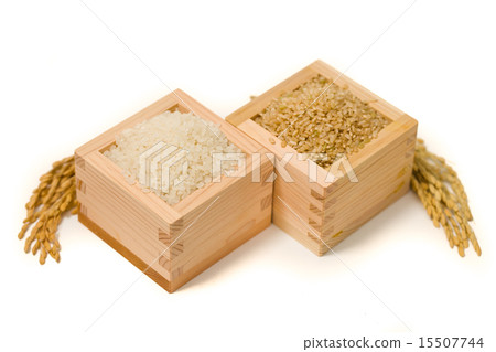 進入廣場的白米飯 15507744
