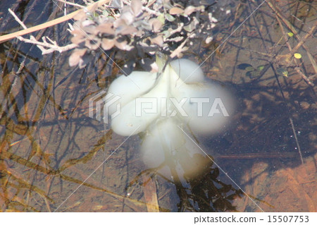 Black salamander egg 15507753