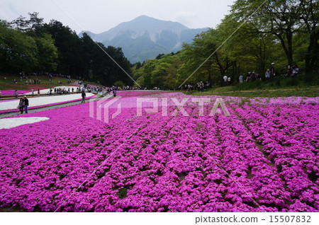 Chibichi's moss grass and Mt. Chibichi's moss grass and Mt. 15507832