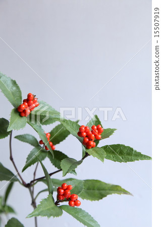 千里佑介幸運星新年裝飾 15507919