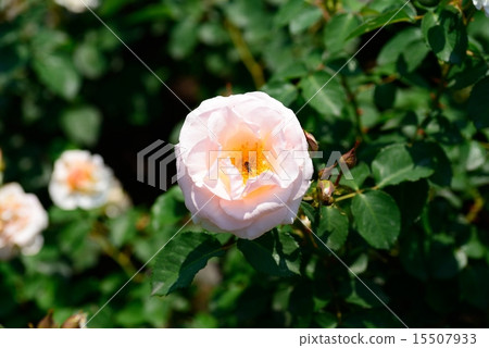 Rose of Hamaji Park 15507933