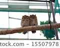 Owl 15507978
