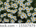 Margaret 15507979