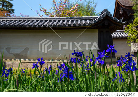 Iris - Okinomiya Taisha 15508047