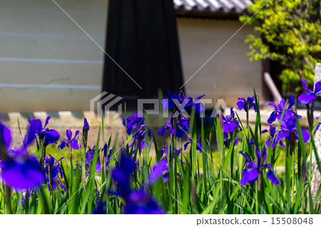 Iris - Okinomiya Taisha 15508048