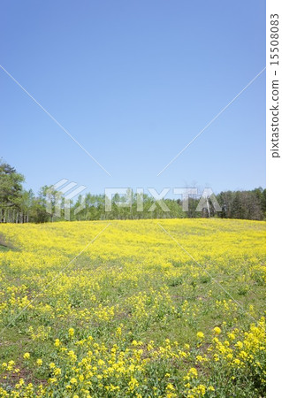 強姦Nakayama高原的花田 強姦Nakayama高原的花田 15508083