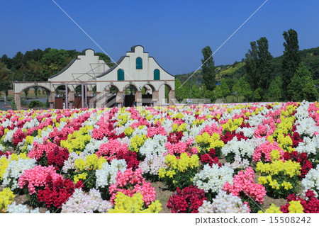 Goldfish grass in the German village of Tokyo 15508242