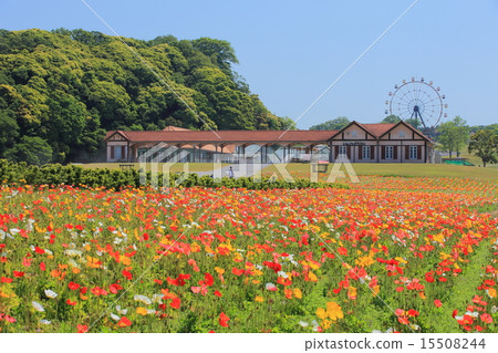 Poppies in Tokyo German Village 15508244