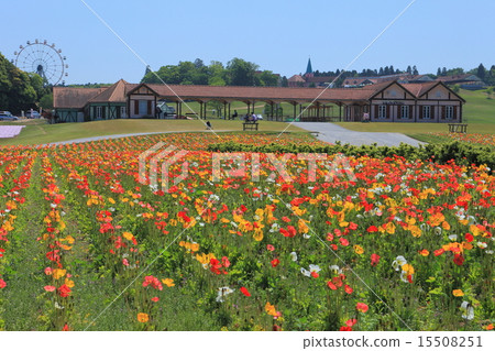 Poppies in Tokyo German Village 15508251