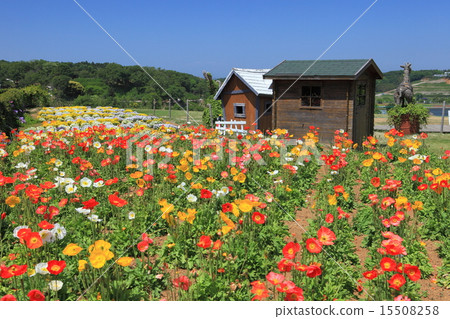 Poppies in Tokyo German Village 15508258