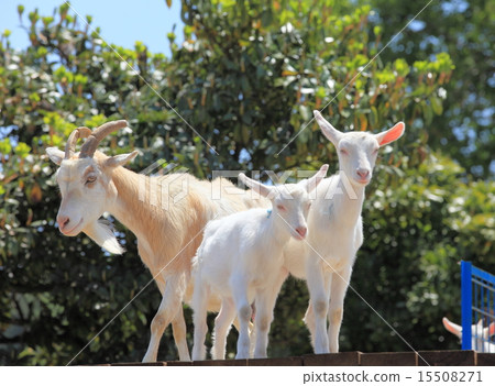 Goat in Tokyo village 15508271