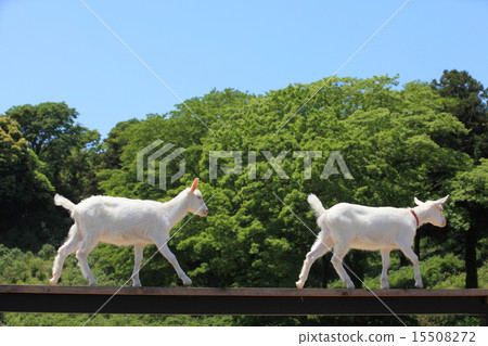 Goat in Tokyo village 15508272