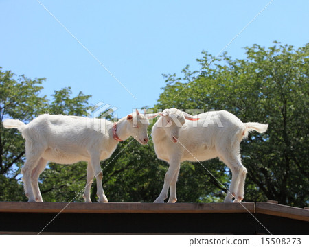 Goat in Tokyo village 15508273