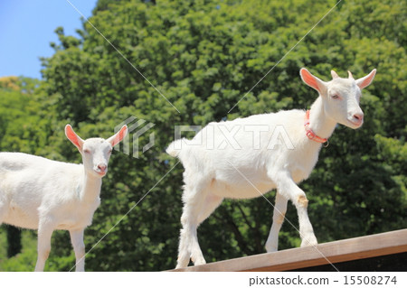Goat in Tokyo village 15508274