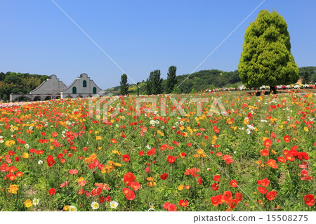 東京德國村的罌粟花 15508275
