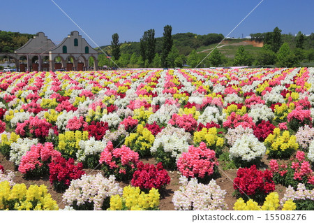 金魚草在東京德國村莊 15508276