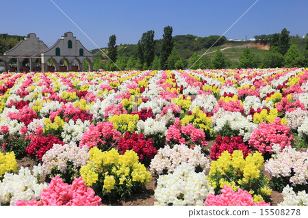 Goldfish grass in the German village of Tokyo 15508278