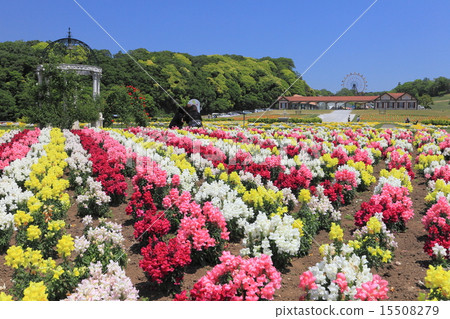 Goldfish grass in the German village of Tokyo 15508279