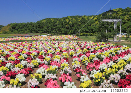 Goldfish grass in the German village of Tokyo 15508283