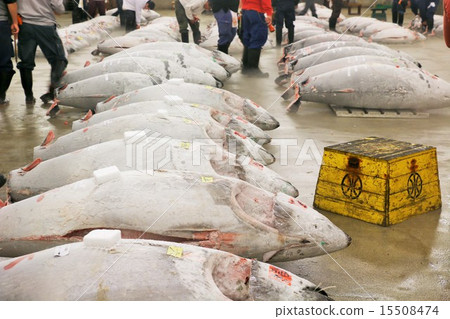 築地金槍魚招標 15508474