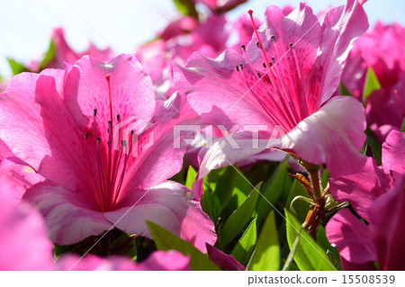 Azalea of Taisho-ji Temple 15508539